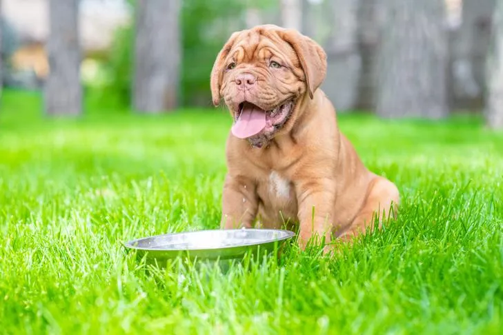 Dogue de Bordeaux puppy getting a drink of water outdoors on a hot day.