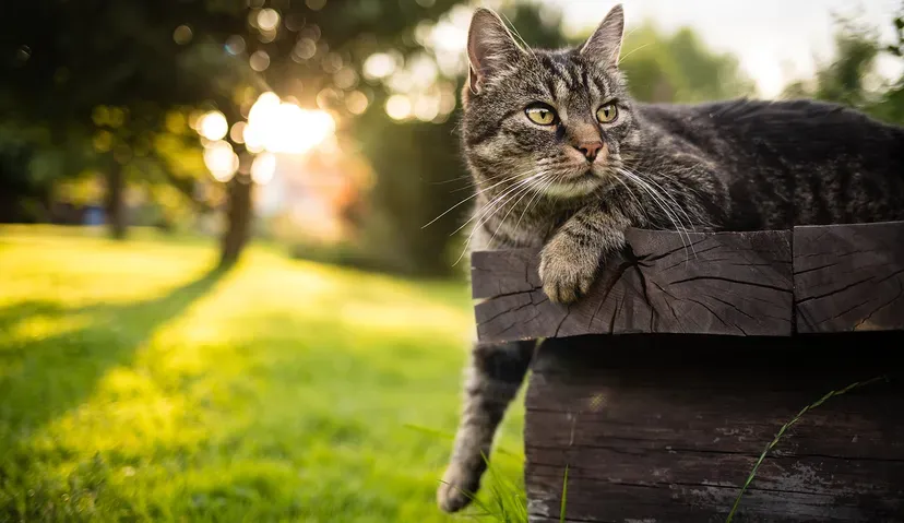 Domestic Shorthair cat with various coat colors sitting alert