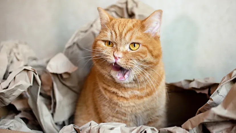 Domestic Shorthair orange cat lounging