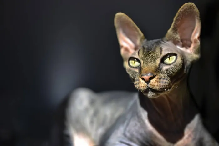 Don Sphynx cat highlighting the breed's smooth, furless texture