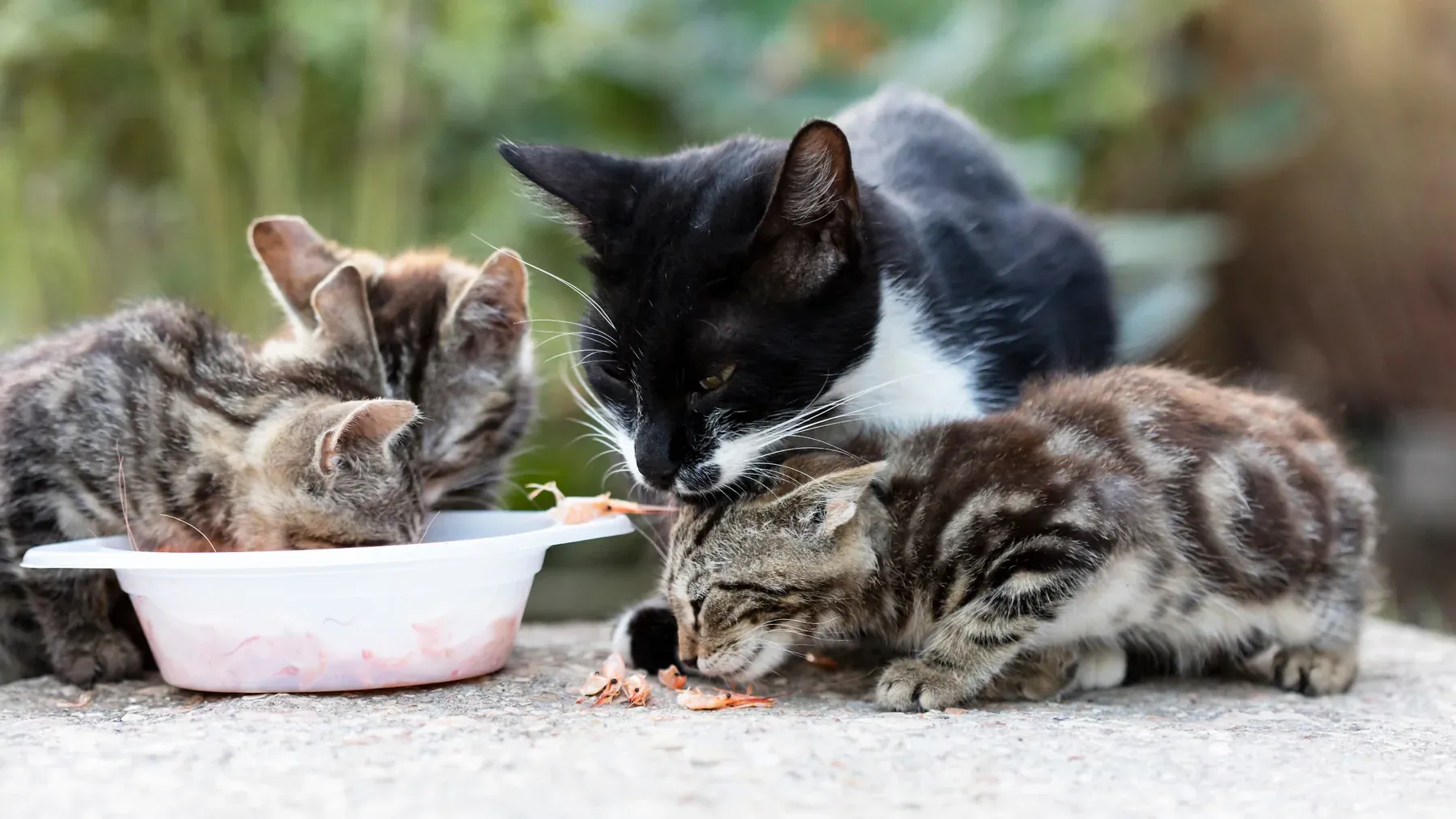 Don’ts Of Feeding Feral Cats