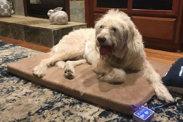 Doodle dog relaxing on a PEMF therapy bed at home, receiving treatment