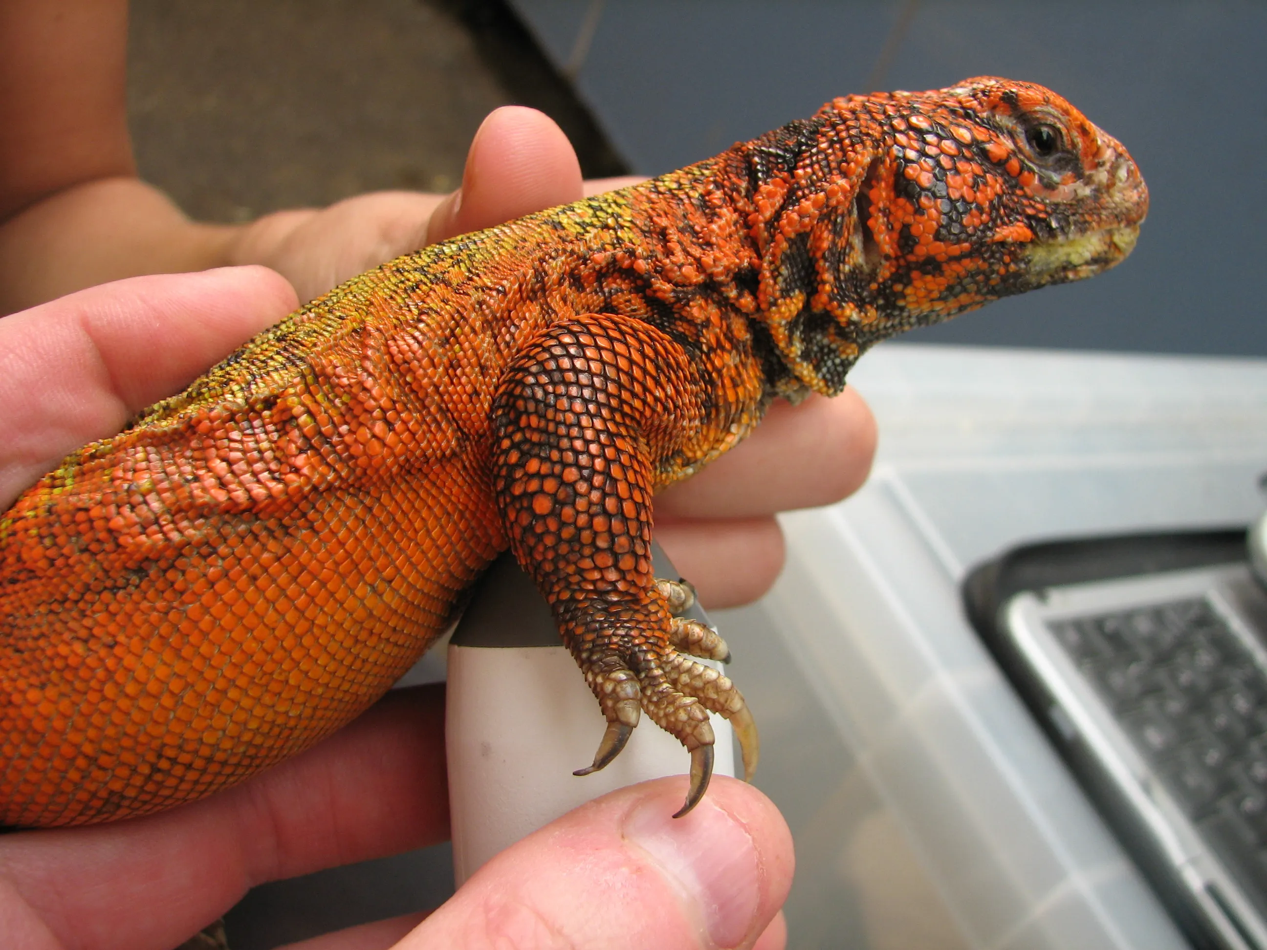 Doppler ultrasound of uromastyx (lizard) heart