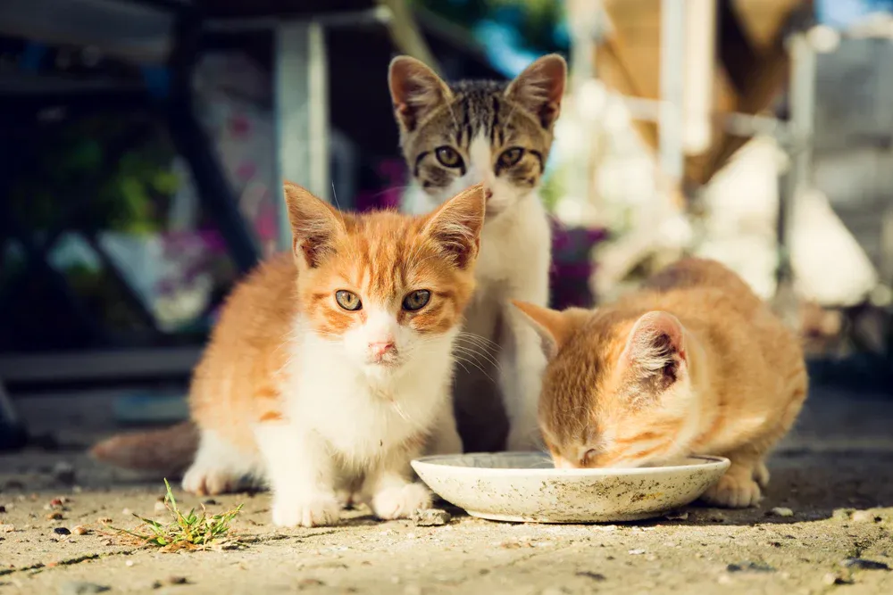 Dos of feeding feral cats