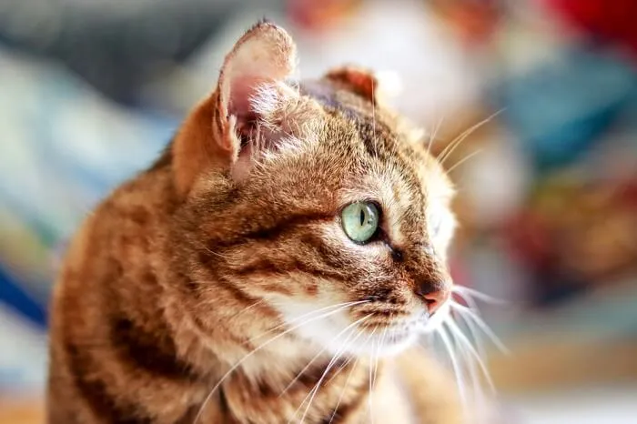 Dragon Li cat engaged in play, highlighting its active and agile nature