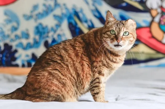 Dragon Li cat perched observantly, exemplifying its wild appearance and strong build