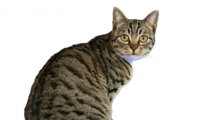Dragon Li cat showcasing its golden-brown tabby coat and alert expression