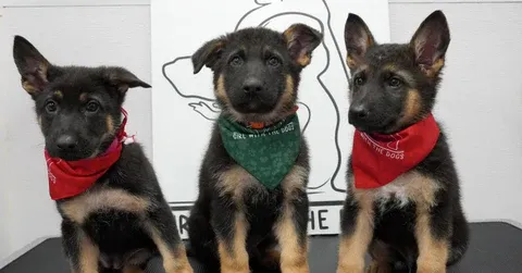 Dramatic 8-week-old German Shepherd puppies during bath time
