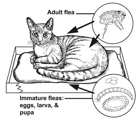 Drawing of a cat resting in a bed, with insets showing adult flea, eggs, larva, and pupa on the bedding