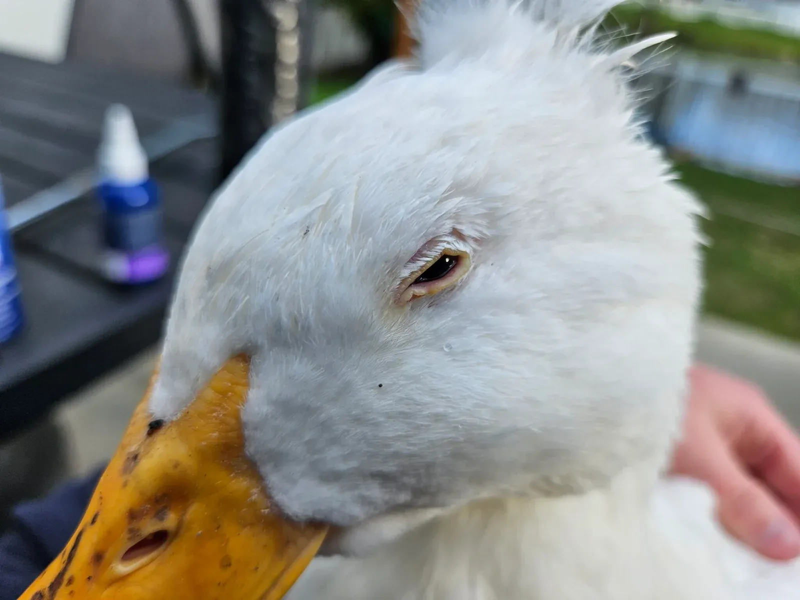Duck with eye infection showing swelling around the eye