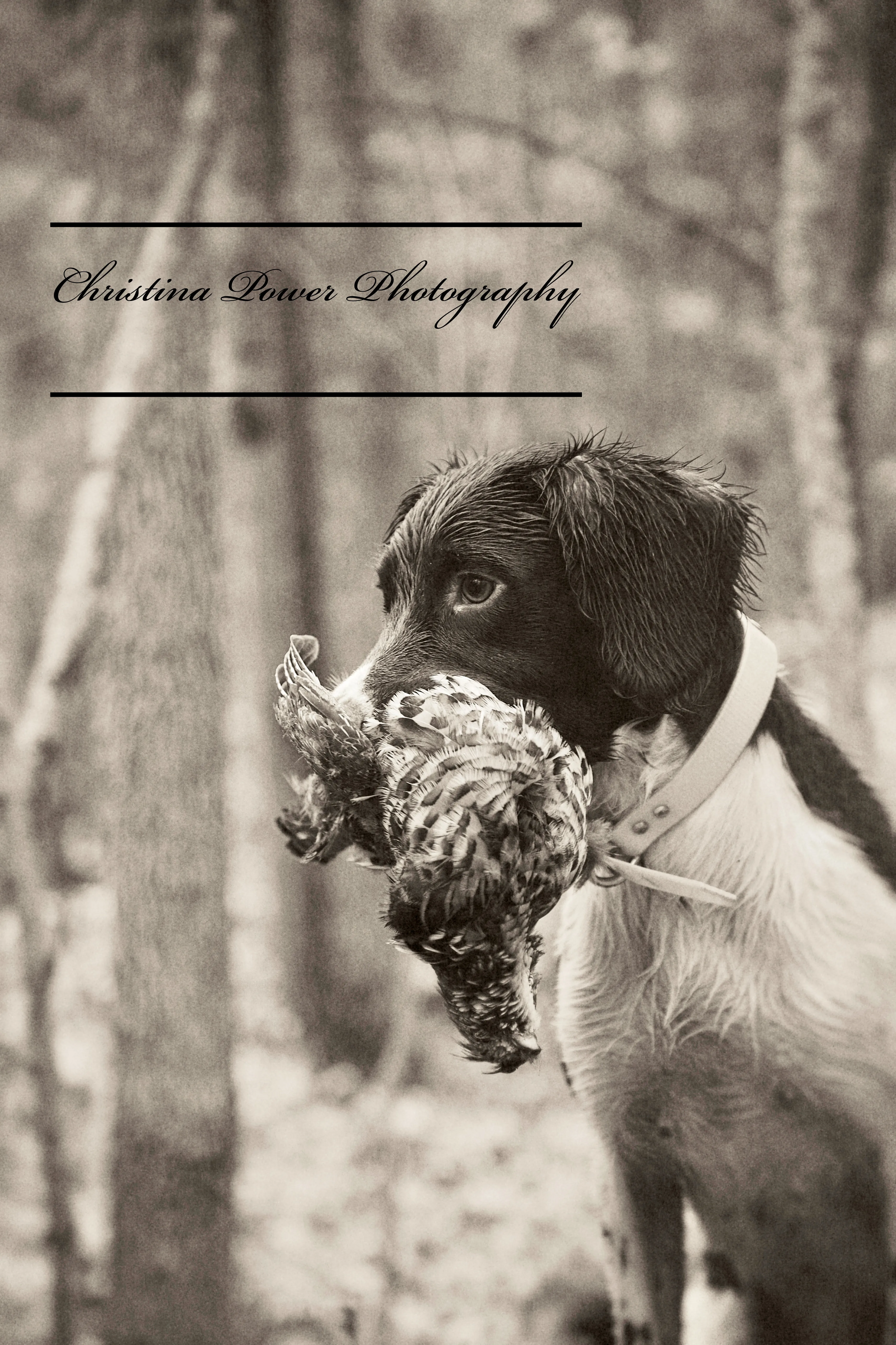 Dudley, a focused Cocker Spaniel, actively hunting for grouse amidst dense cover in a natural outdoor setting.