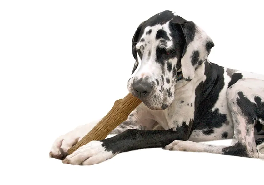 Durable stick toy for Great Dane puppies