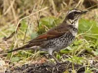 Dusky Thrush perched on a branch, showing its broad white supercilium and speckled underparts in Japan