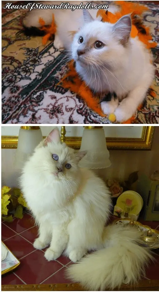 Dusty of House of Steward Ragdolls, lilac on carpet