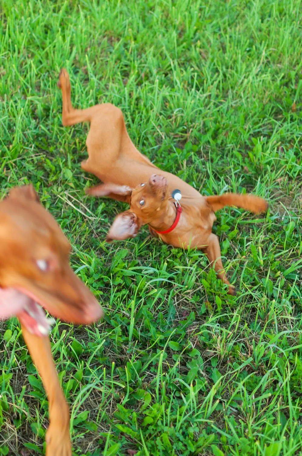 Ears flying, dogs diving