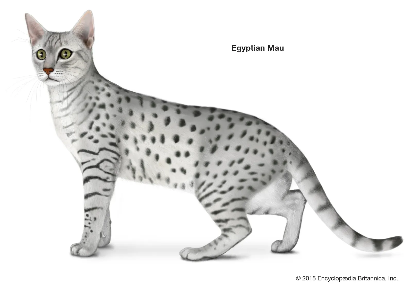 Egyptian Mau cat mirroring ancient Egyptian artwork depictions