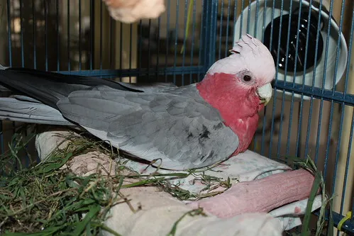 Elderly galah Cocky Boy under 24/7 heat lamp in his disabled setup