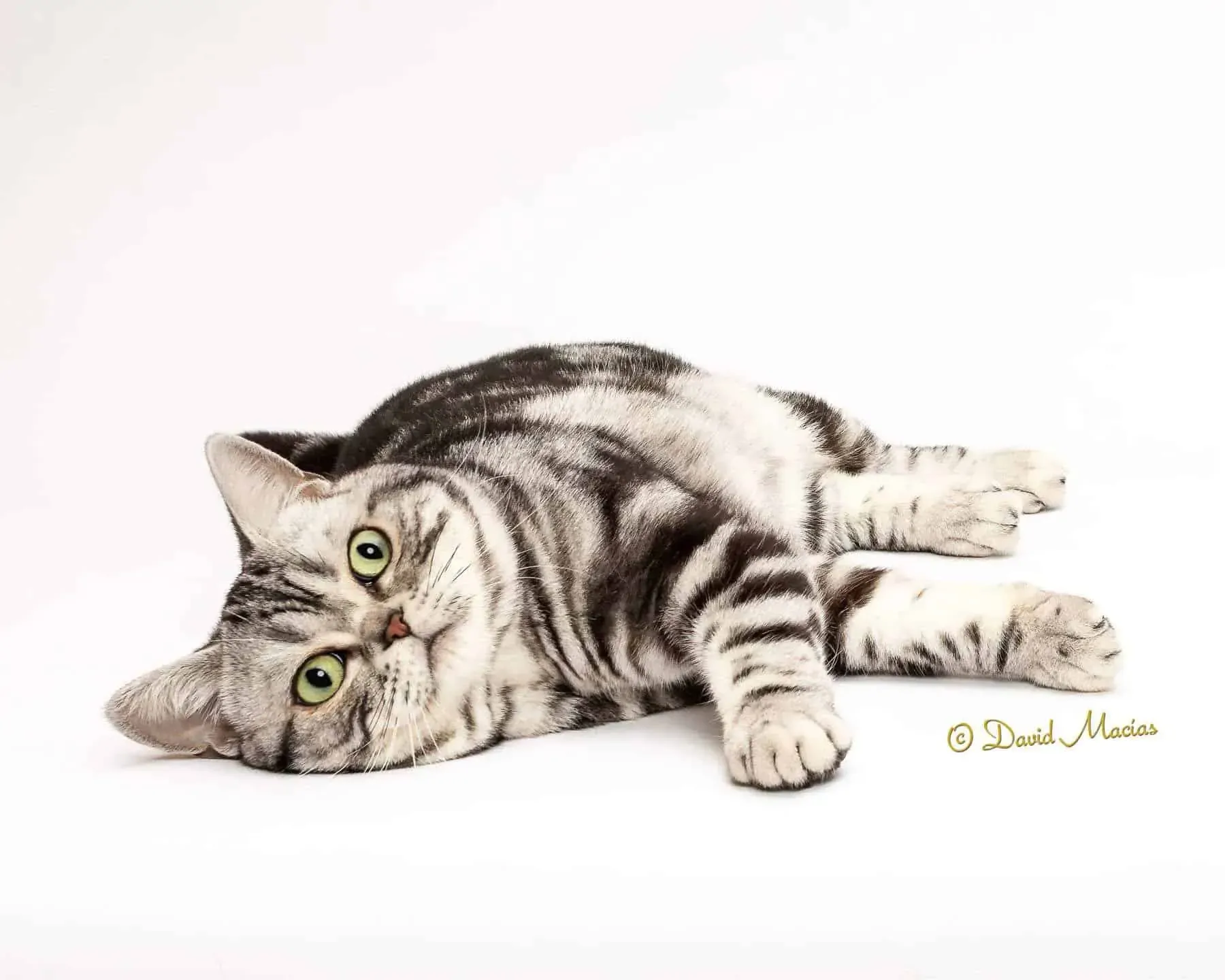Elegant adult American Shorthair cat