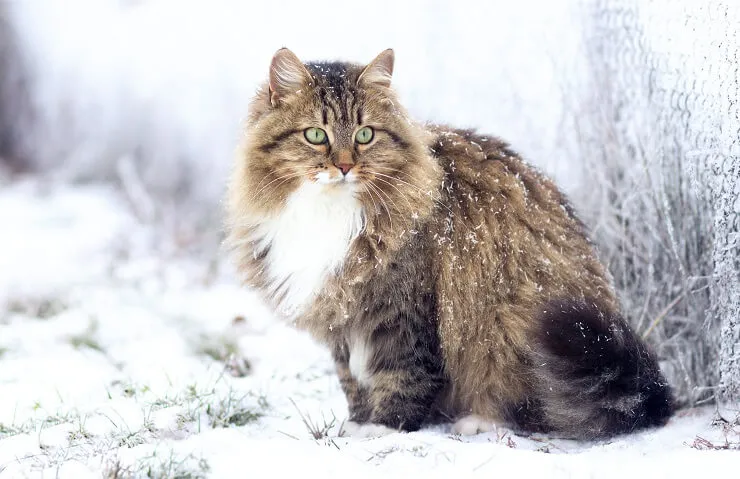 Elegant female Siberian cat with luxurious coat and bright eyes