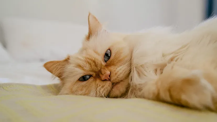 Elegant Persian cat with long flowing coat and classic flat-faced features