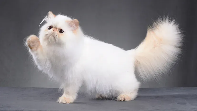 Elegant Persian cat with long flowing fur and serene face