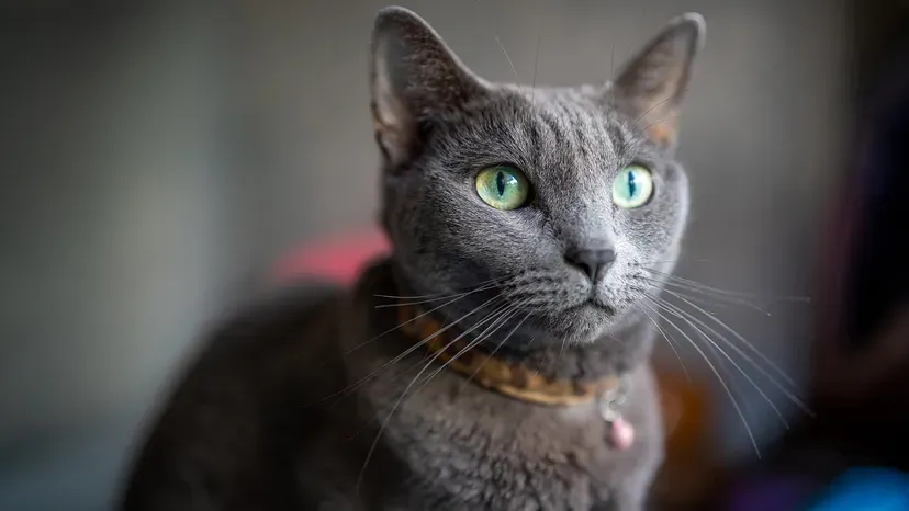 Elegant Russian Blue cat with luxurious blue coat and piercing green eyes