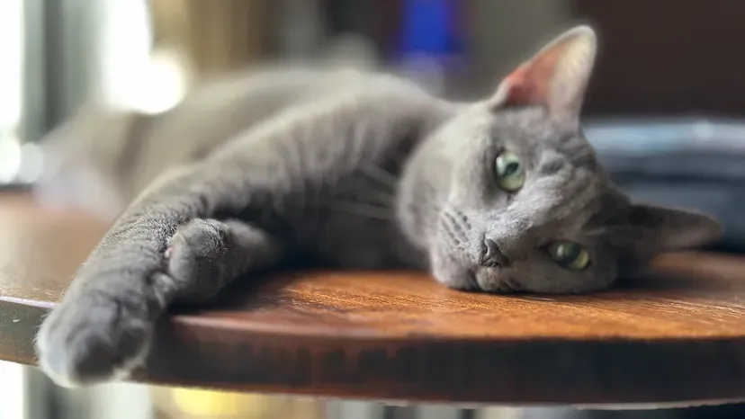 Elegant Russian Blue cat with short, shimmering blue-gray fur
