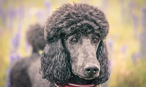 Elegant Standard Poodle with a classic curly coat