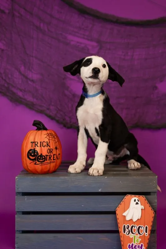 Eli Hawk (#945-25), shy Cattle Dog male puppy, 14 weeks