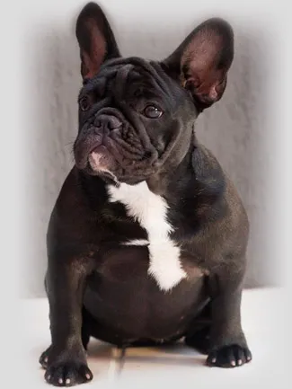 Ellie, a sweet-tempered French Bulldog, relaxing in a comfortable indoor setting