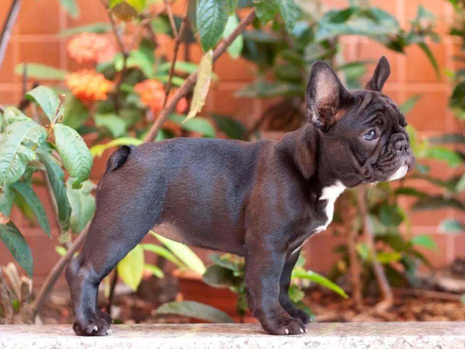 Ellie as a young French Bulldog puppy at 10 weeks old, full of curiosity