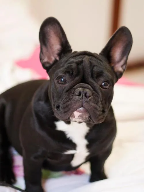 Ellie at 4 months old, showcasing her healthy growth and playful nature