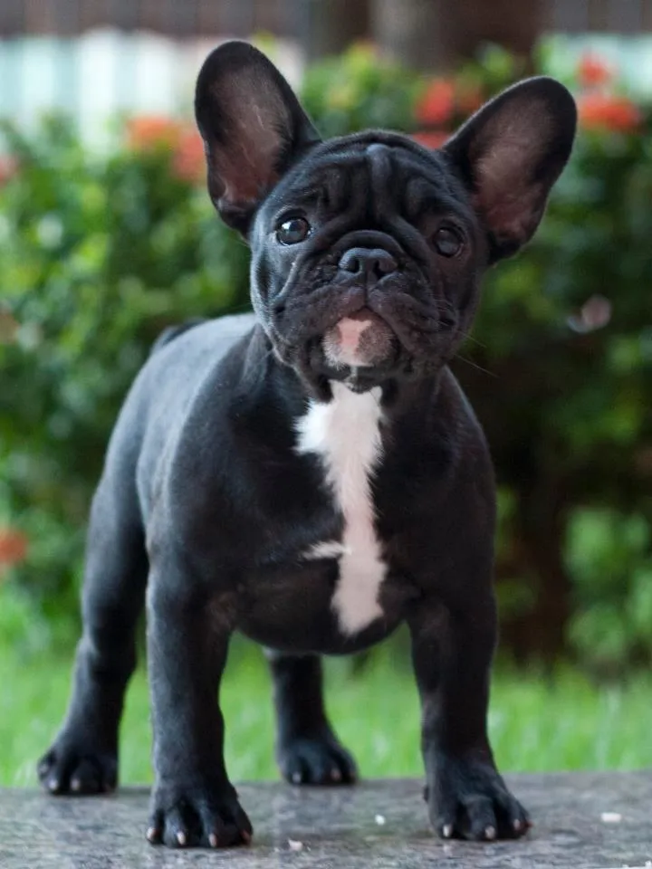 Ellie exploring her new home surroundings at 10 weeks of age