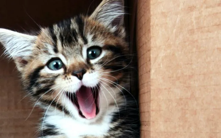 Emergency care promotion with urgent pet treatment imagery