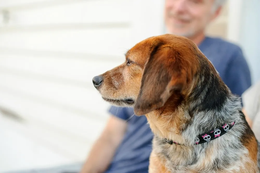 Emma the Beagle anxiously waiting for her owner, displaying stress signals like lip licking