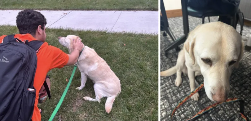 Emma the yellow lab getting pet and a photo of Emma post mac and cheese incident