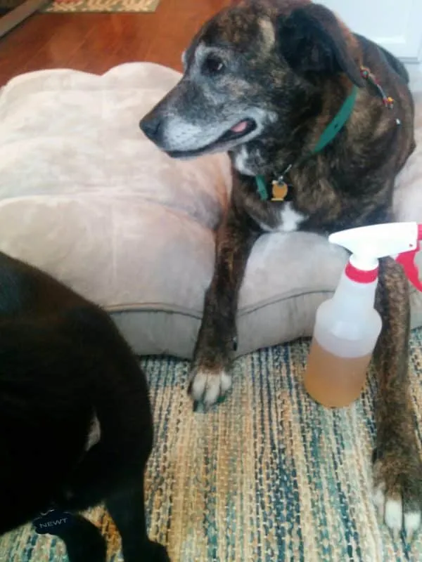Emmett the golden retriever is captured in a humorous moment, seemingly shaking his head or trying to dislodge the unpleasant taste from his mouth, confirming the spray's effectiveness.