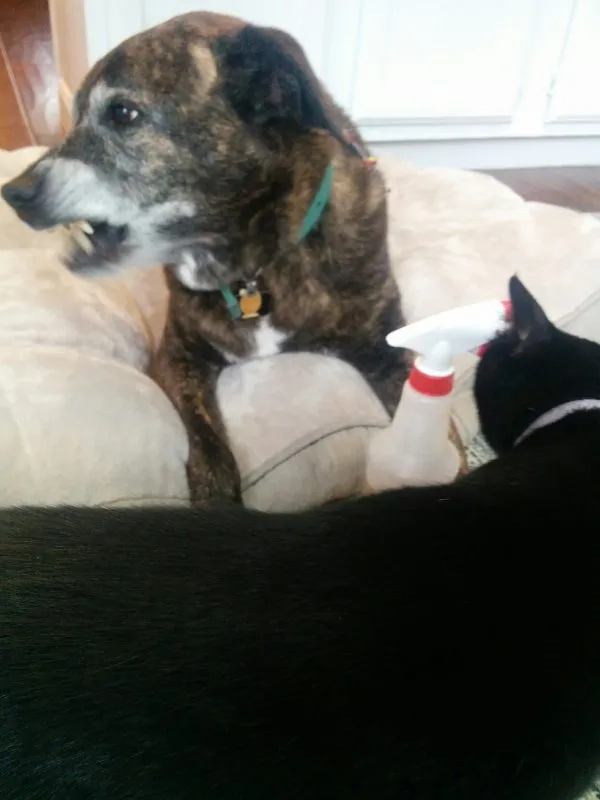 Emmett the golden retriever shows a dramatic facial expression of disgust and distaste, with his mouth slightly open and ears back, reacting strongly to the bitter taste.