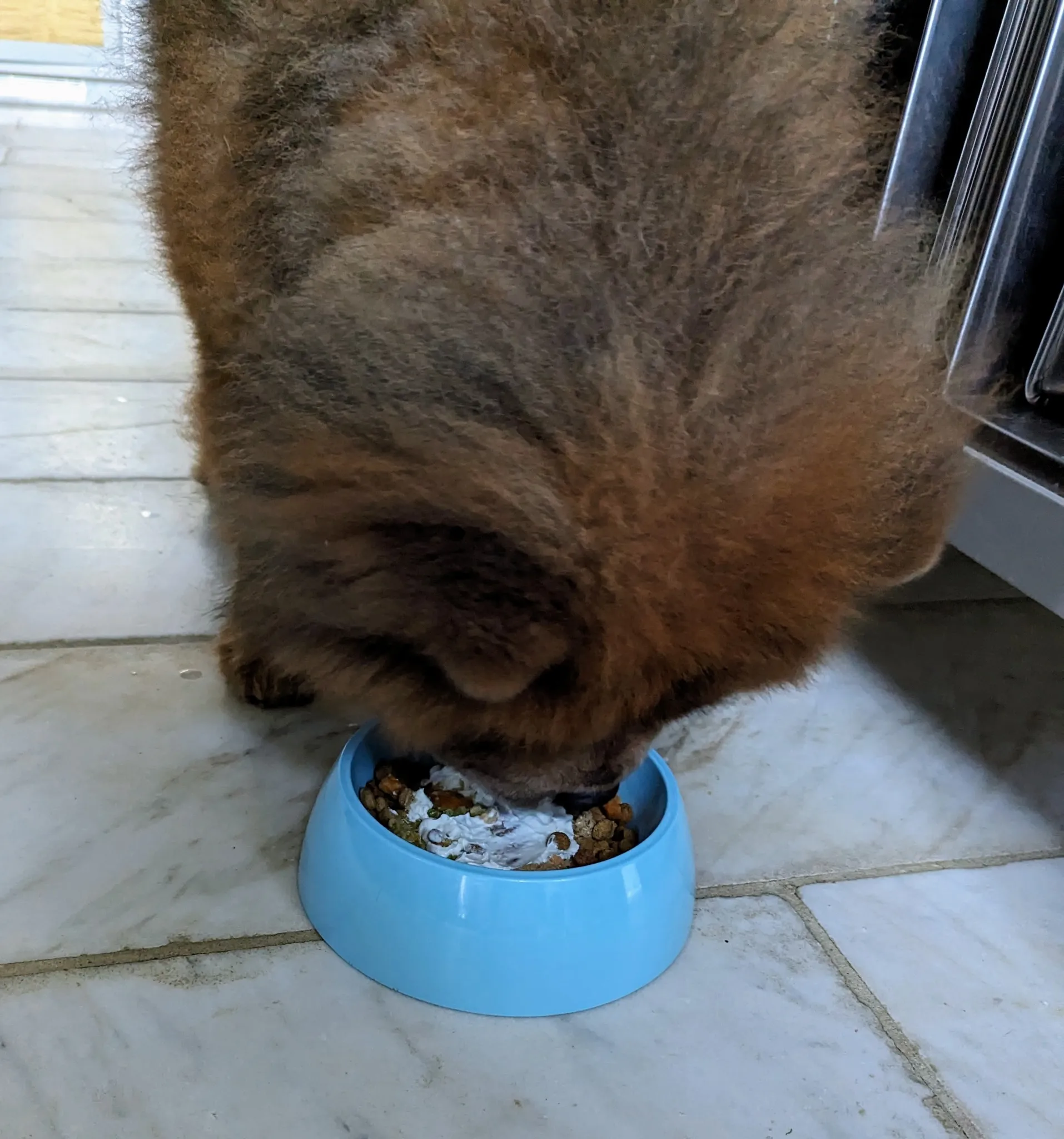 Emperor Han enjoying a nutritious serving of his homemade dog food