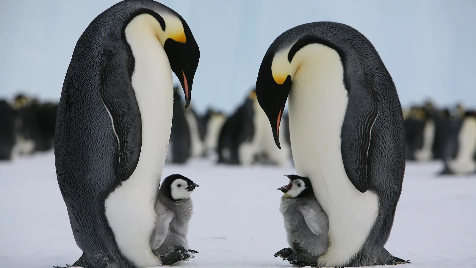 Emperor penguin chicks being socialized by male parents