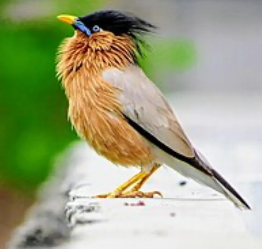 End-of-season Greater Indian Hill Mynah baby looking for a loving home