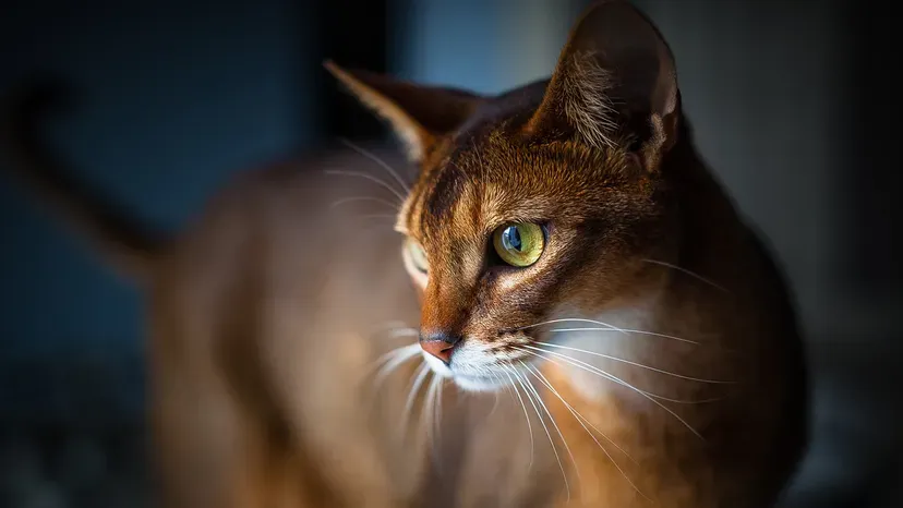 Energetic Abyssinian with ticked wild-like coat