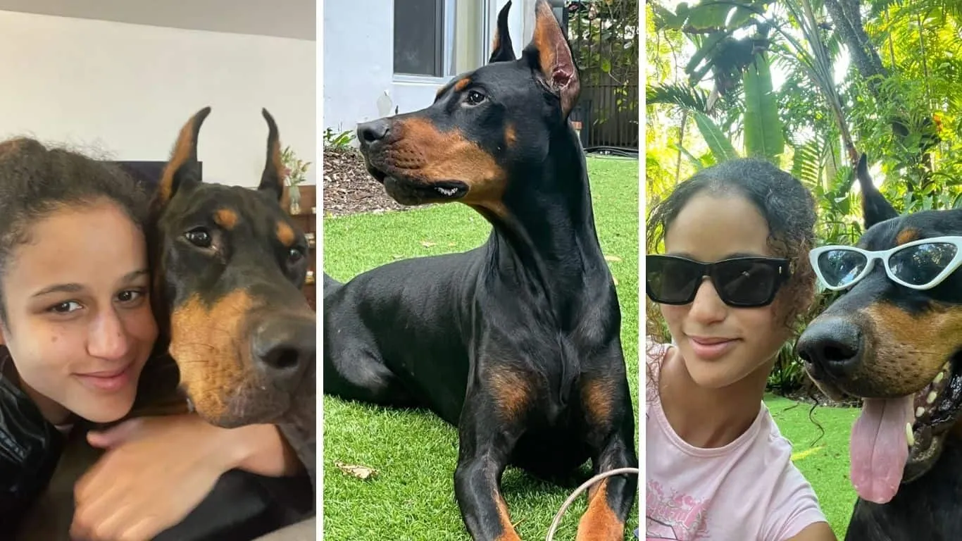 Energetic dog enjoying a midday walk with a professional dog walker