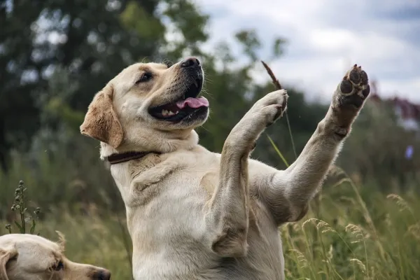 Energetic yellow Labrador standing on its hind legs, eagerly waiting for a healthy vegetable reward.