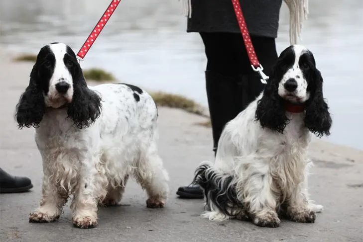 English Cocker Spaniels on a walk.