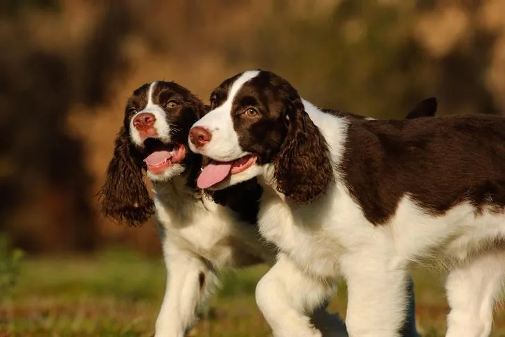 English Springer Spaniels walking together outdoors