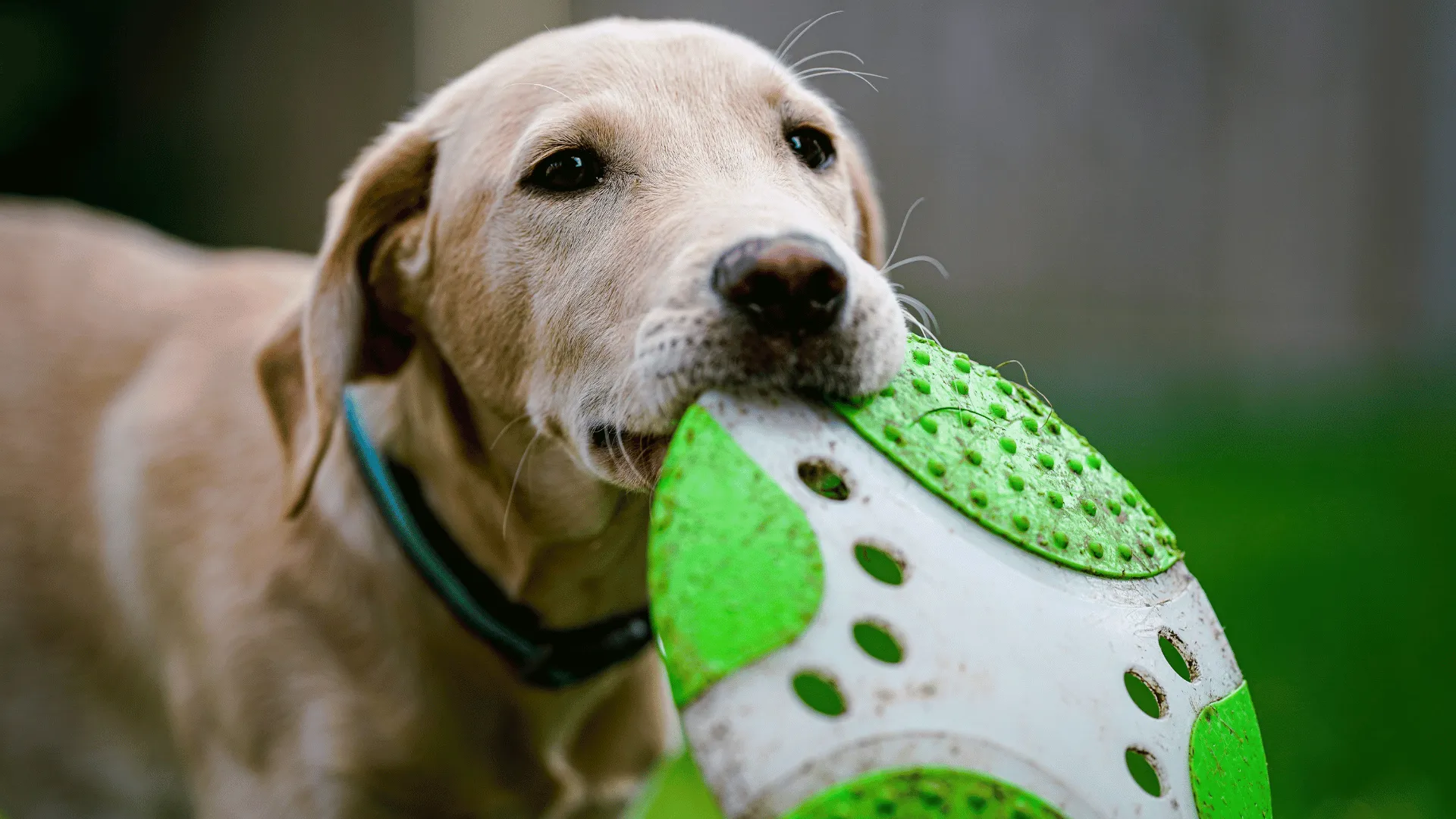 Ensuring Pet Safety During Pet Sitting