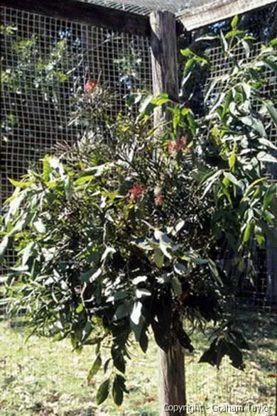 Eucalyptus and Grevillea branches for weekly Eclectus parrot browsing