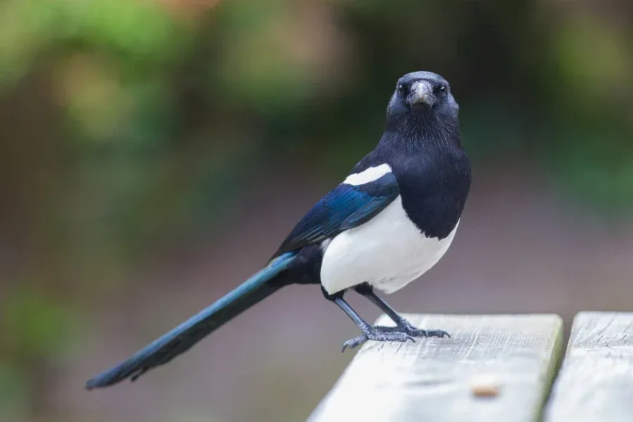 European Magpie displaying self-awareness and tool use