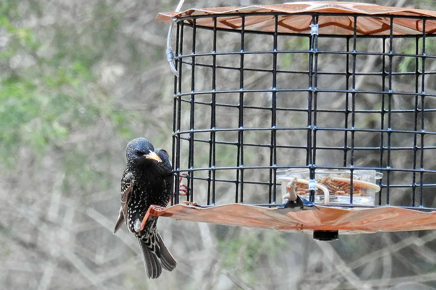 European Starling Hanging Onto a Caged Feeder